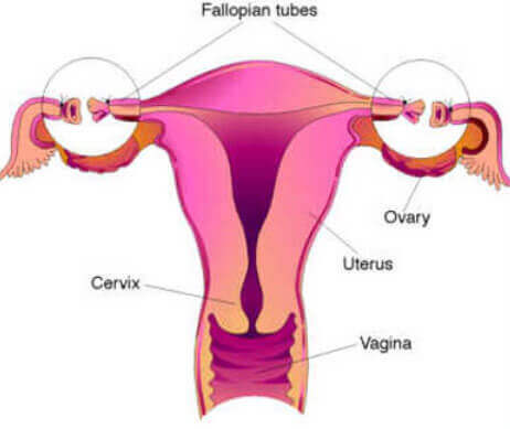 Labiaplasty & Vaginoplasty cost